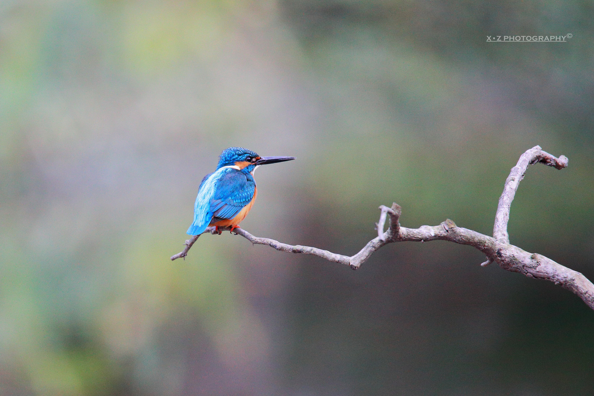 Canon EOS-1D X Mark II sample photo. Kingfisher 翠鸟 photography