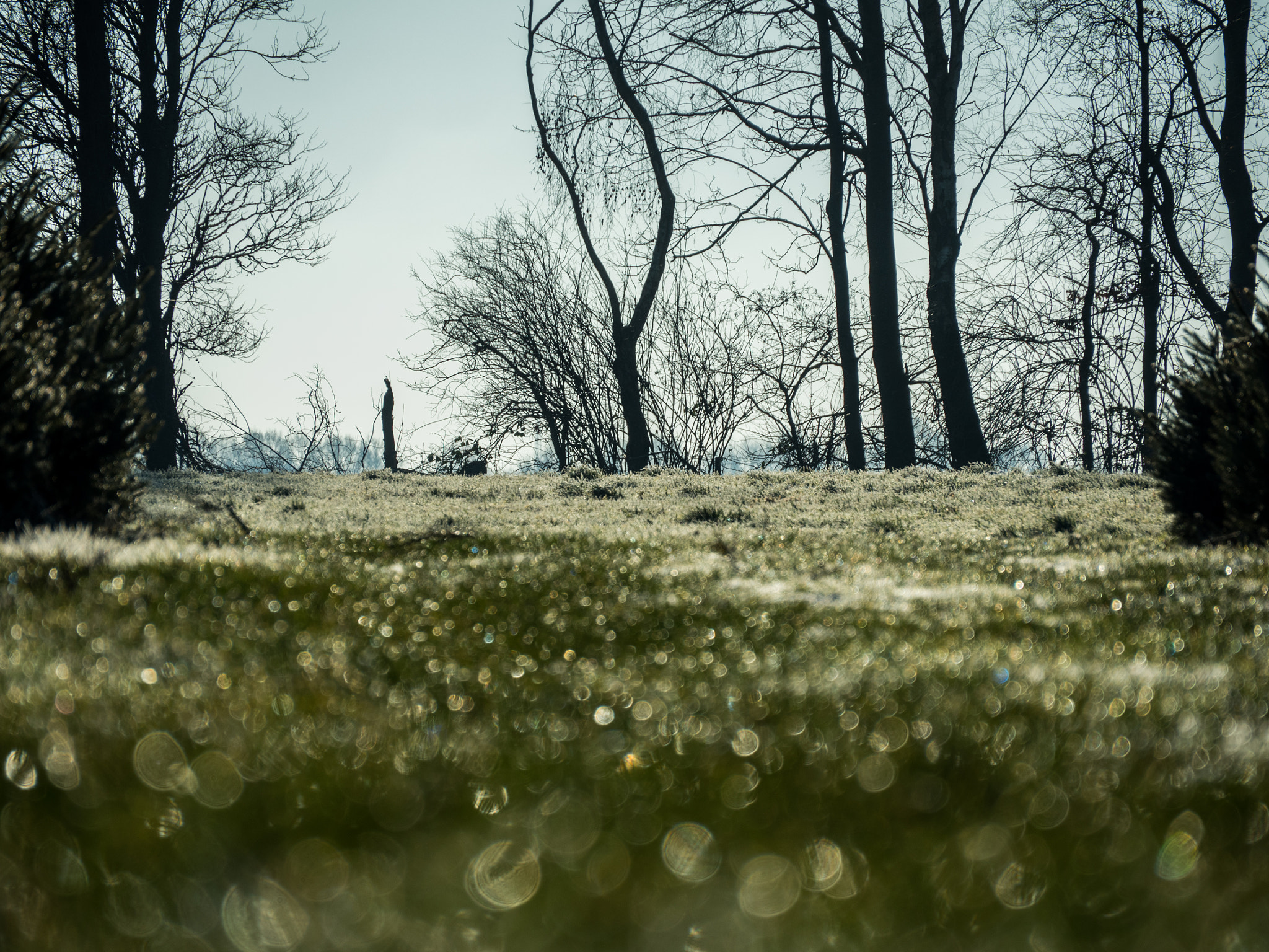 Panasonic Lumix DMC-GH4 sample photo. Rabbit view photography