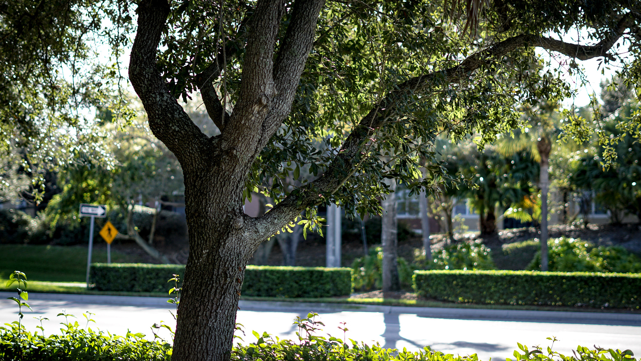 Sony FE 50mm F1.8 sample photo. Tree background photography