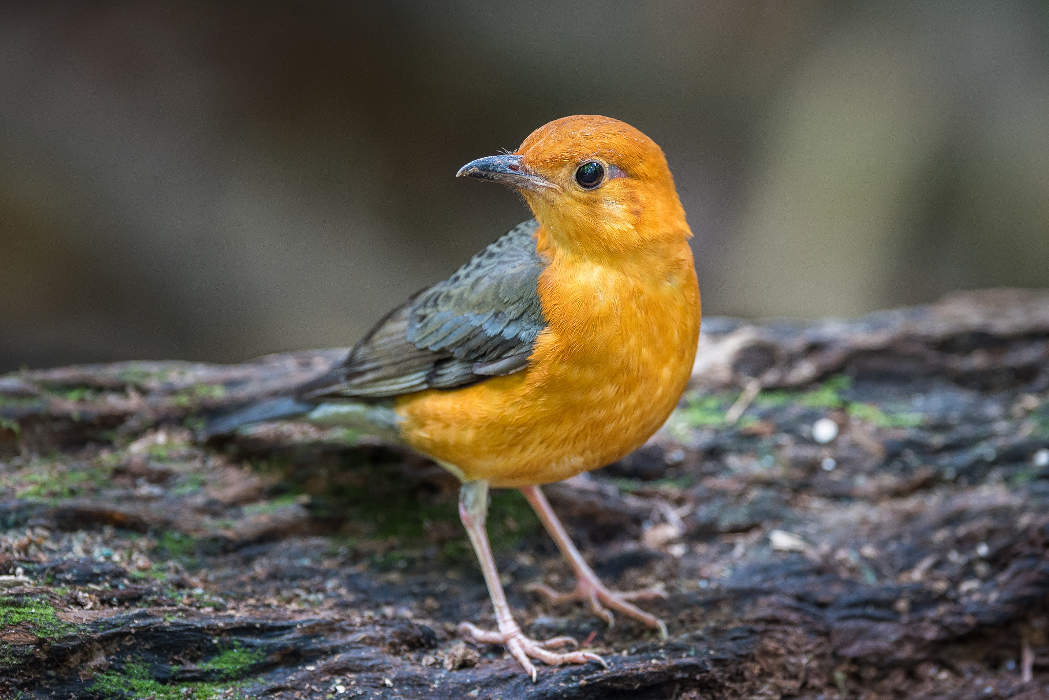 Nikon AF-S Nikkor 600mm F4E FL ED VR sample photo. Orange-headed thrush photography