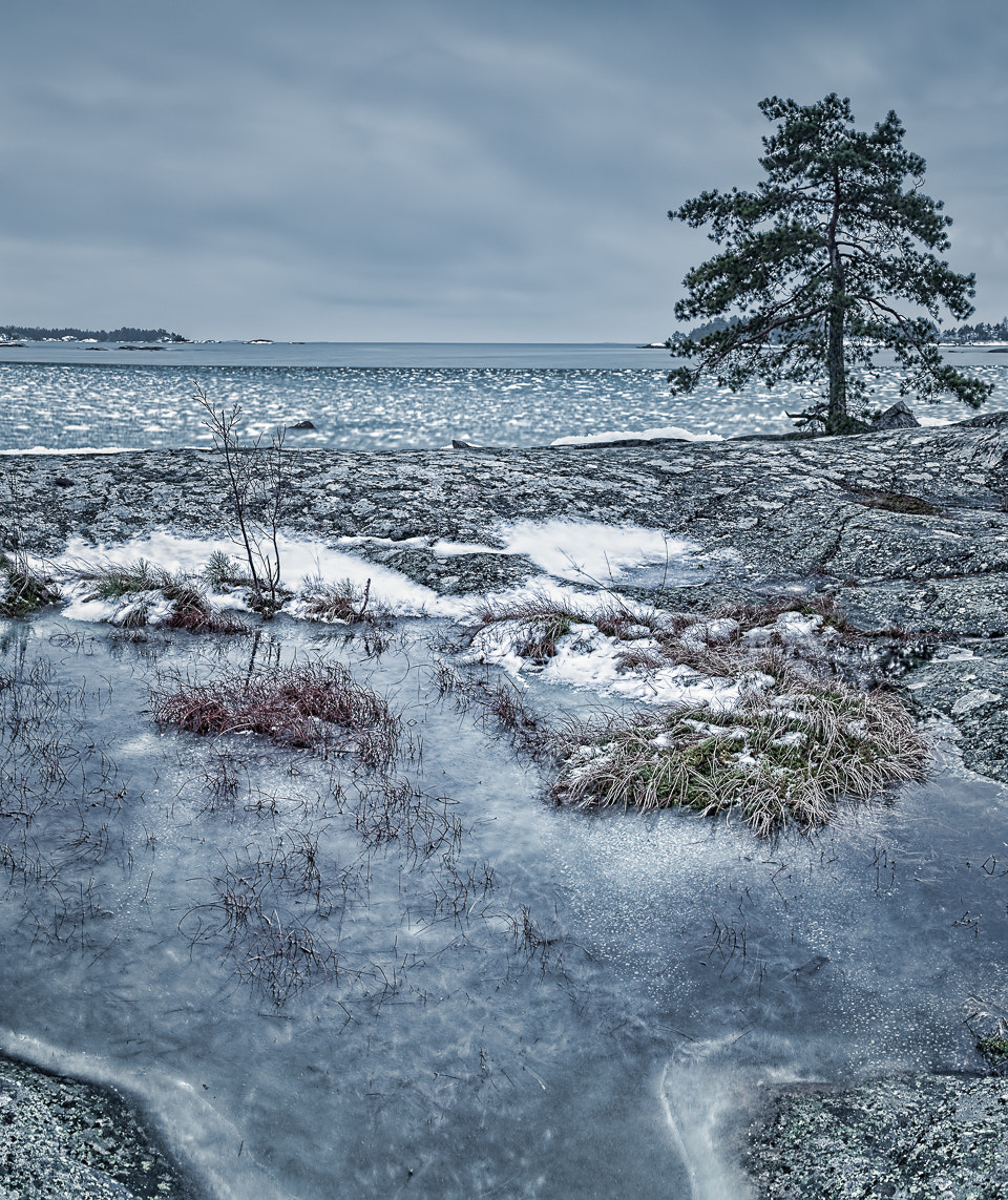 Canon EF 24mm F1.4L II USM sample photo. The grey day photography