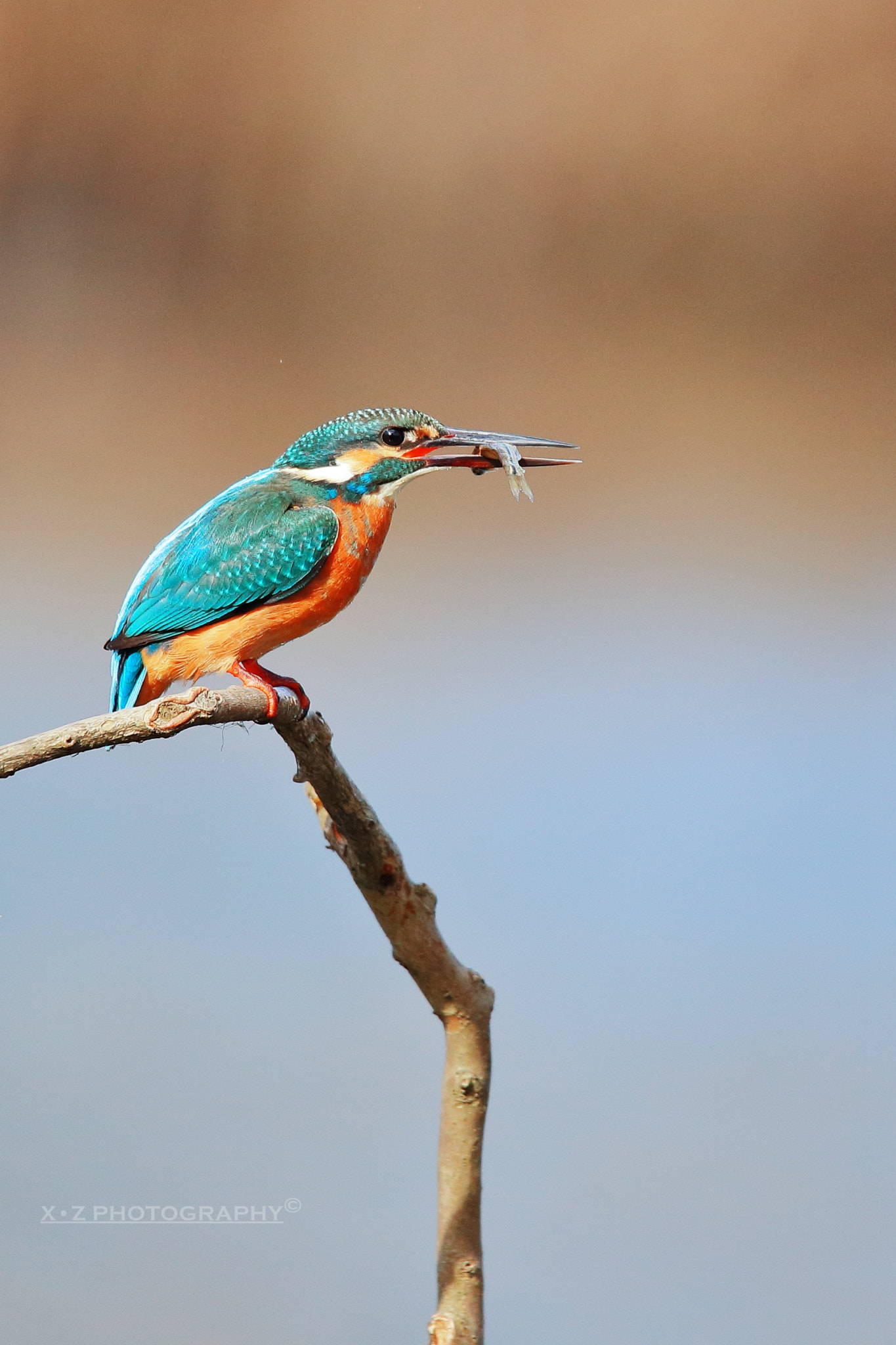 Canon EOS-1D X Mark II sample photo. Kingfisher 翠鸟 photography