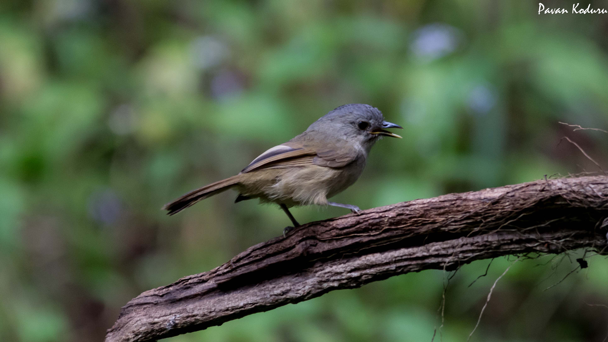 Sigma 150-500mm F5-6.3 DG OS HSM sample photo. On the perch photography