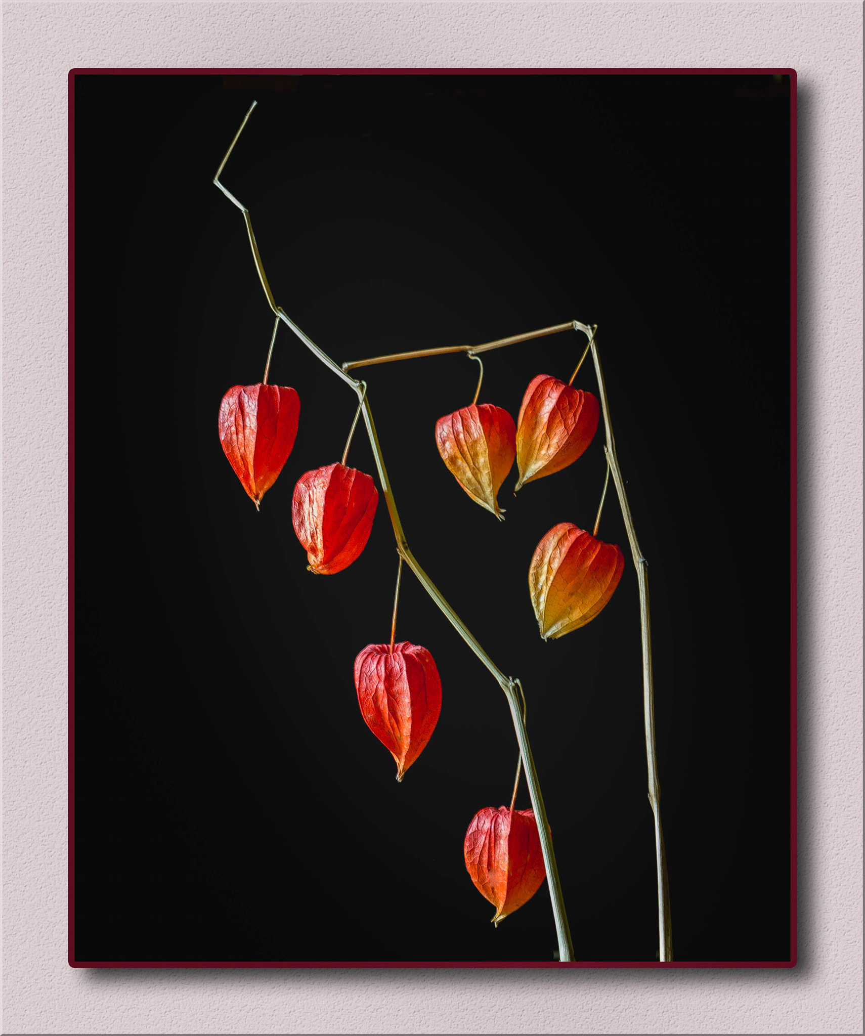 Nikon AF-S DX Micro Nikkor 40mm F2.8 sample photo. Chinese lantern flower photography