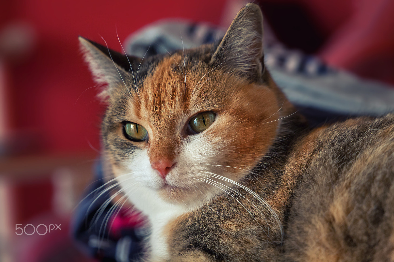 Canon EOS 5D sample photo. Cat portrait maja photography