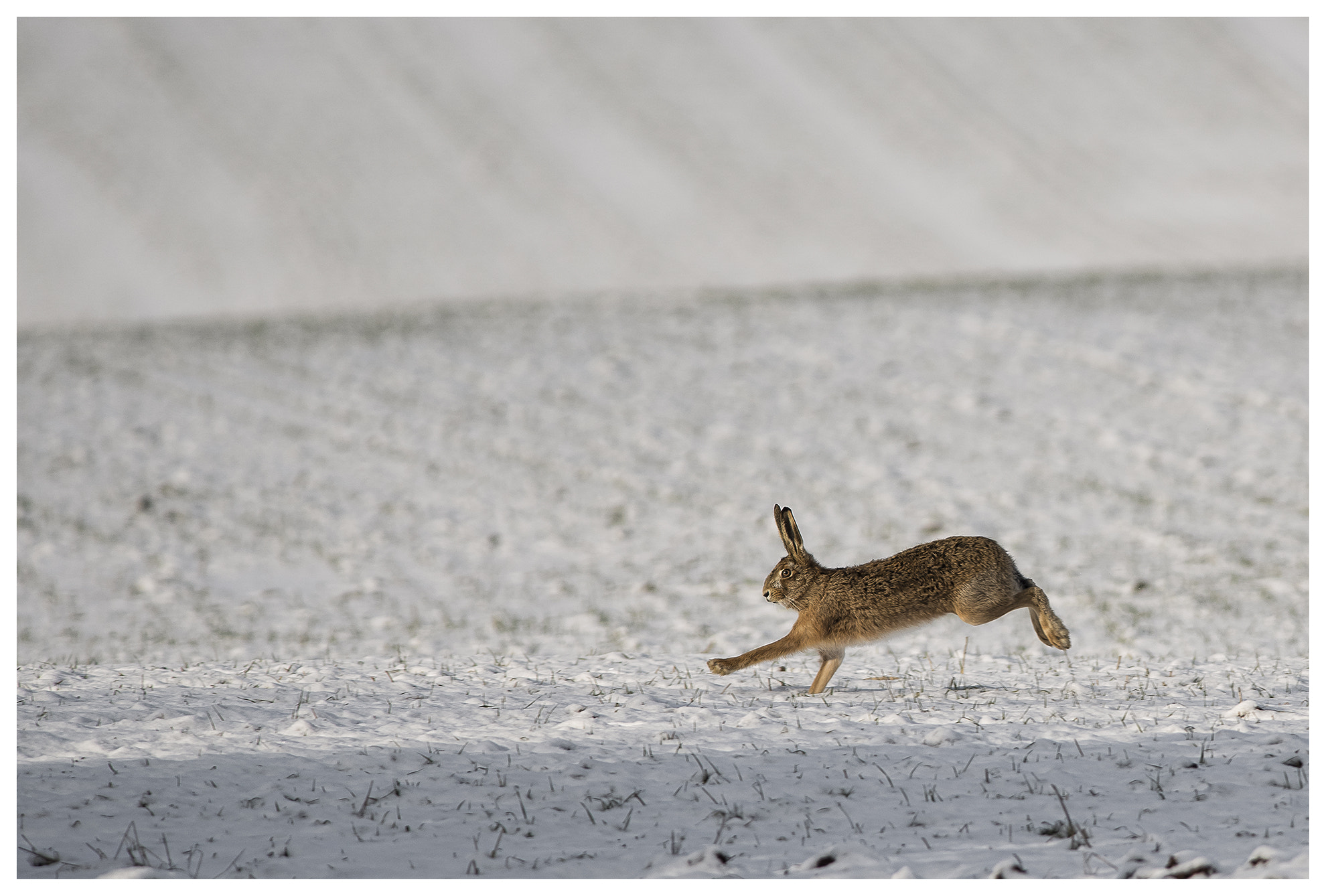 Nikon AF-S Nikkor 300mm F2.8G ED VR II sample photo. Jackrabbit run ... photography