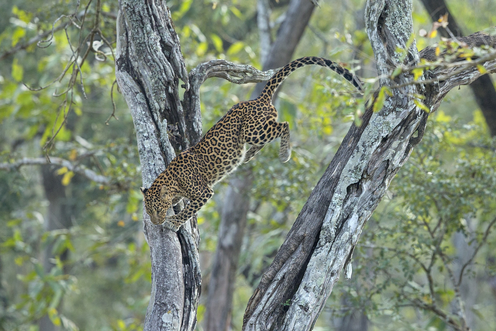 Canon EF 500mm F4L IS II USM sample photo. Leap of faith - leopard photography