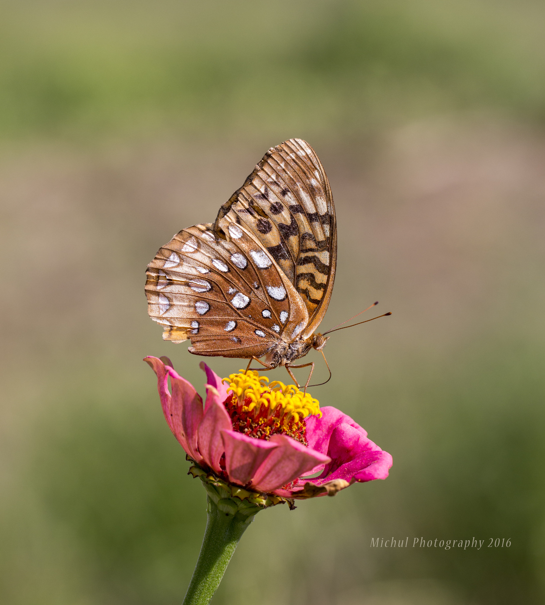 Canon EF 100mm F2.8L Macro IS USM sample photo. Great spangled frittilary photography