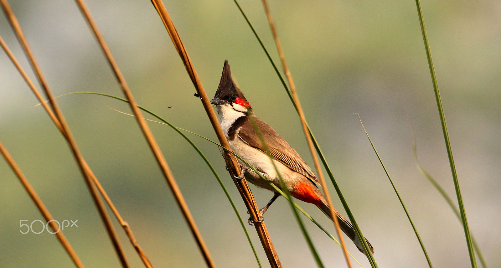 Sigma 150-600mm F5-6.3 DG OS HSM | C sample photo. Behind bars !!! - red vented bulbul photography