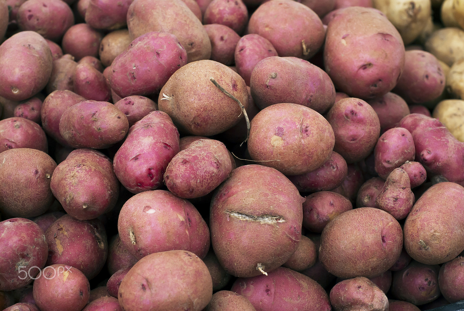 Nikon D60 + Nikon AF Nikkor 50mm F1.8D sample photo. Potatoes at the farmers market photography