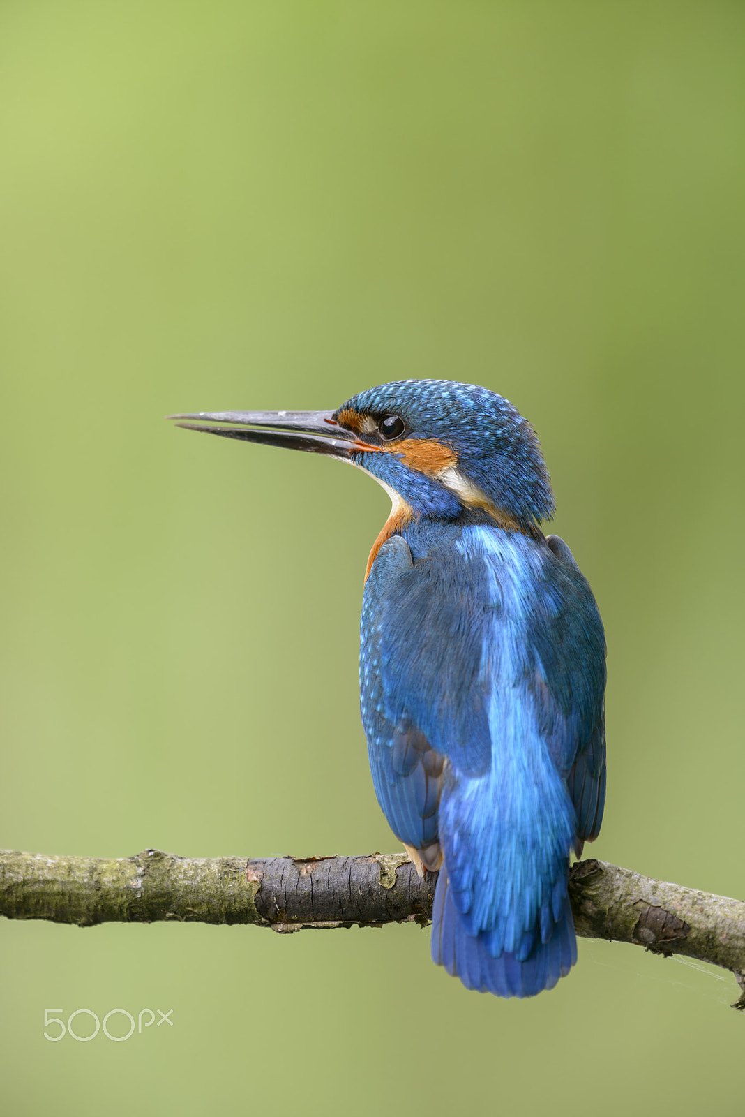 Nikon D800E + Nikon AF-S Nikkor 500mm F4G ED VR sample photo. Eisvogel, alcedo atthis, kingfisher photography