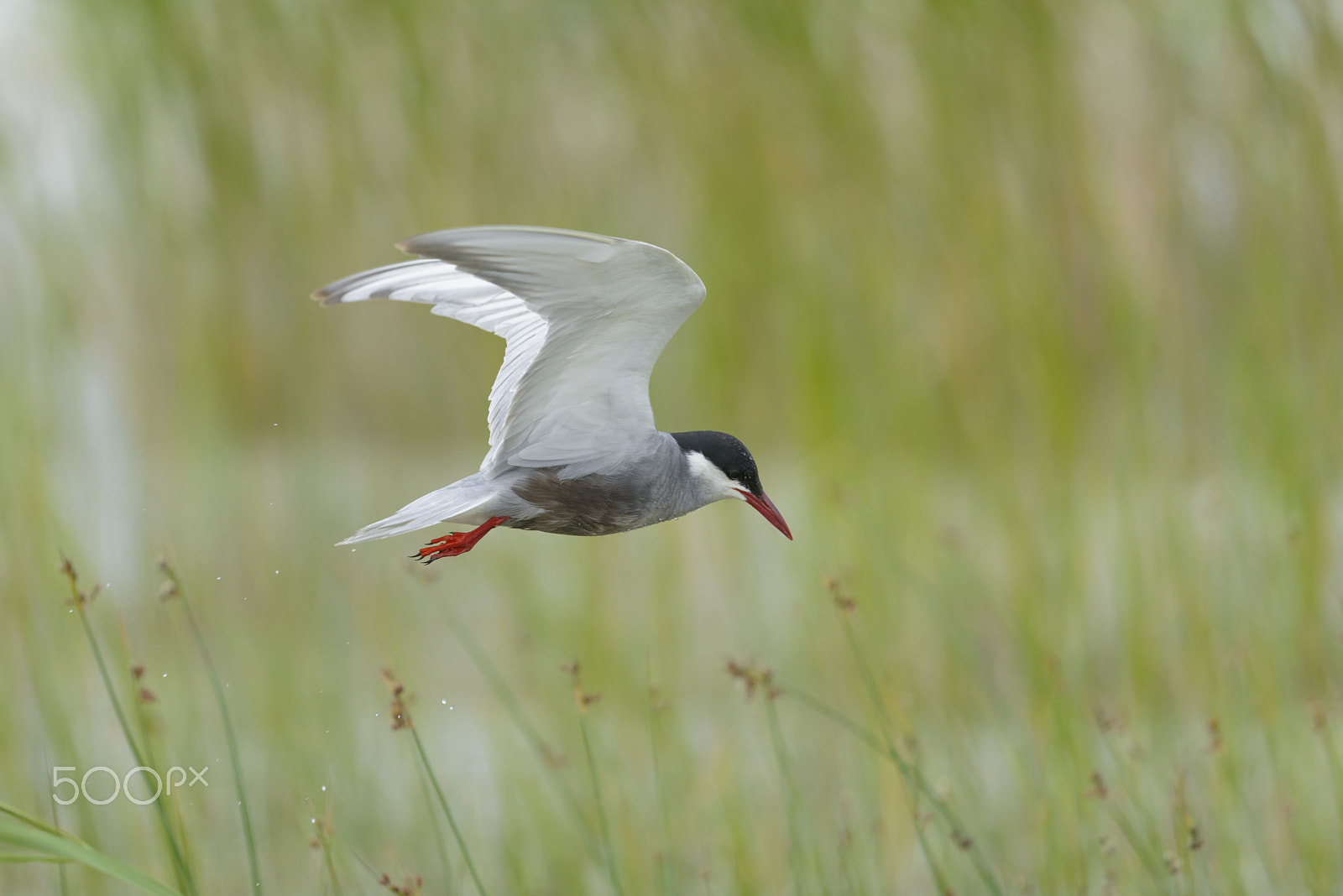 Nikon D800E sample photo. Weissbart-seeschwalbe, chlidonias hybrida, whiskered tern photography