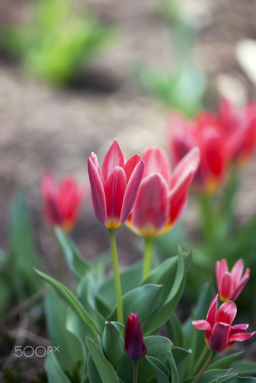 Nikon AF-S Micro-Nikkor 105mm F2.8G IF-ED VR sample photo. Pink tulips photography