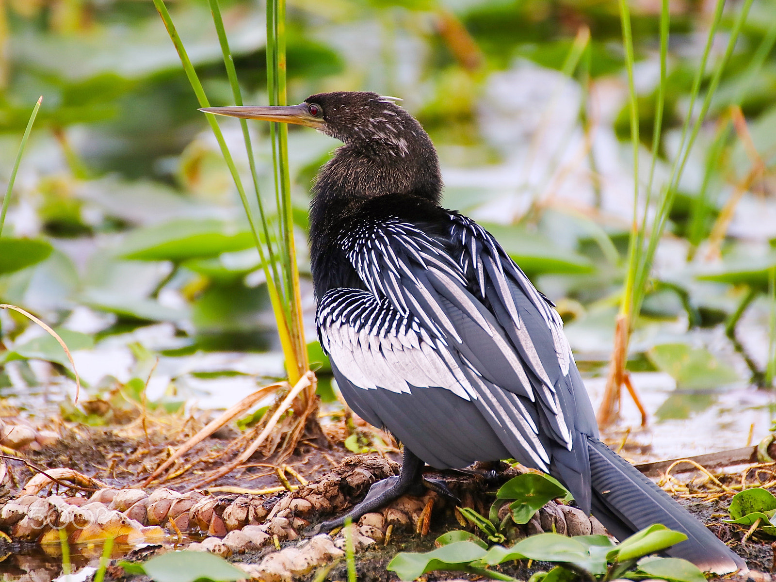 Canon EOS 80D + Canon 70-300mm sample photo. Anhinga - bird of the everglades photography
