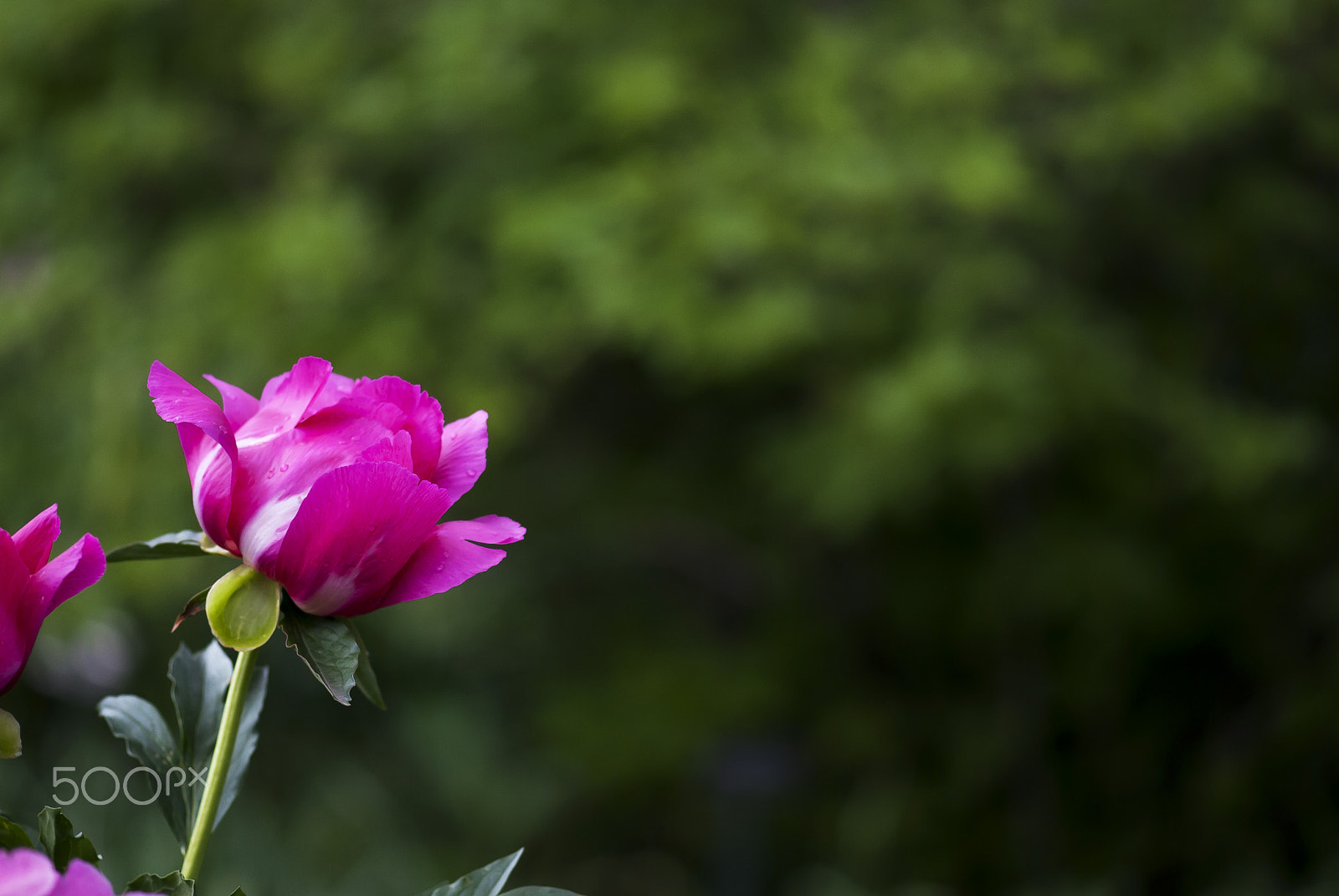 Nikon AF-S Micro-Nikkor 105mm F2.8G IF-ED VR sample photo. Pink peony opening photography