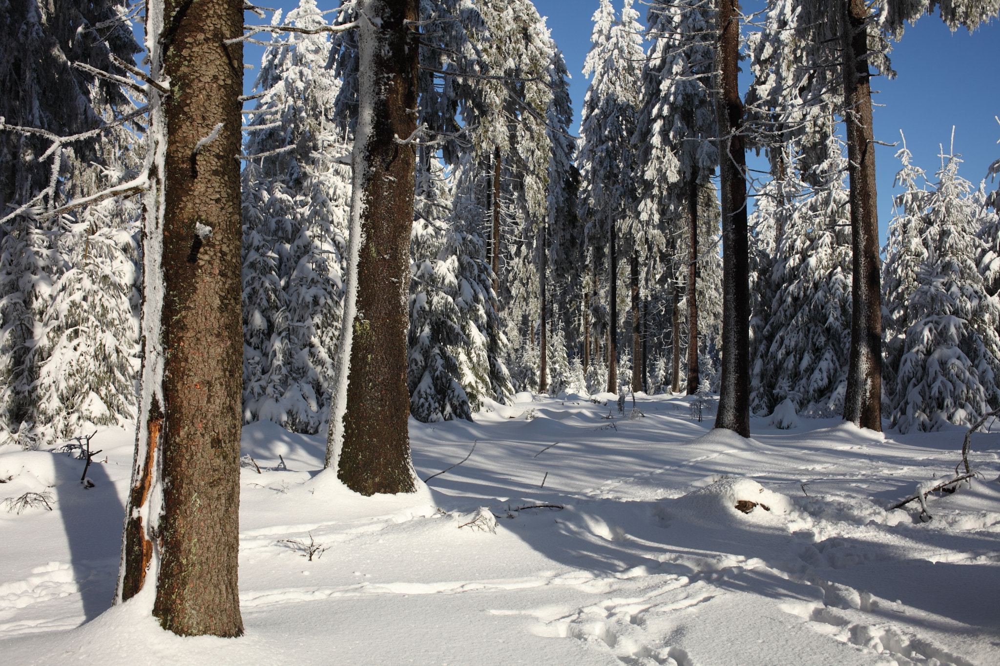 Canon EOS 5D Mark II + Canon EF 35mm F2 sample photo. Forest photography