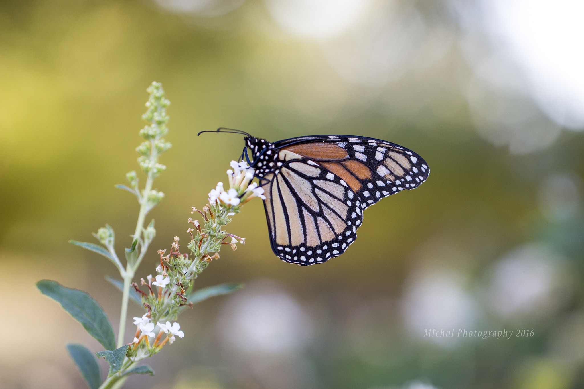 Canon EF 100mm F2.8L Macro IS USM sample photo. Monarch photography