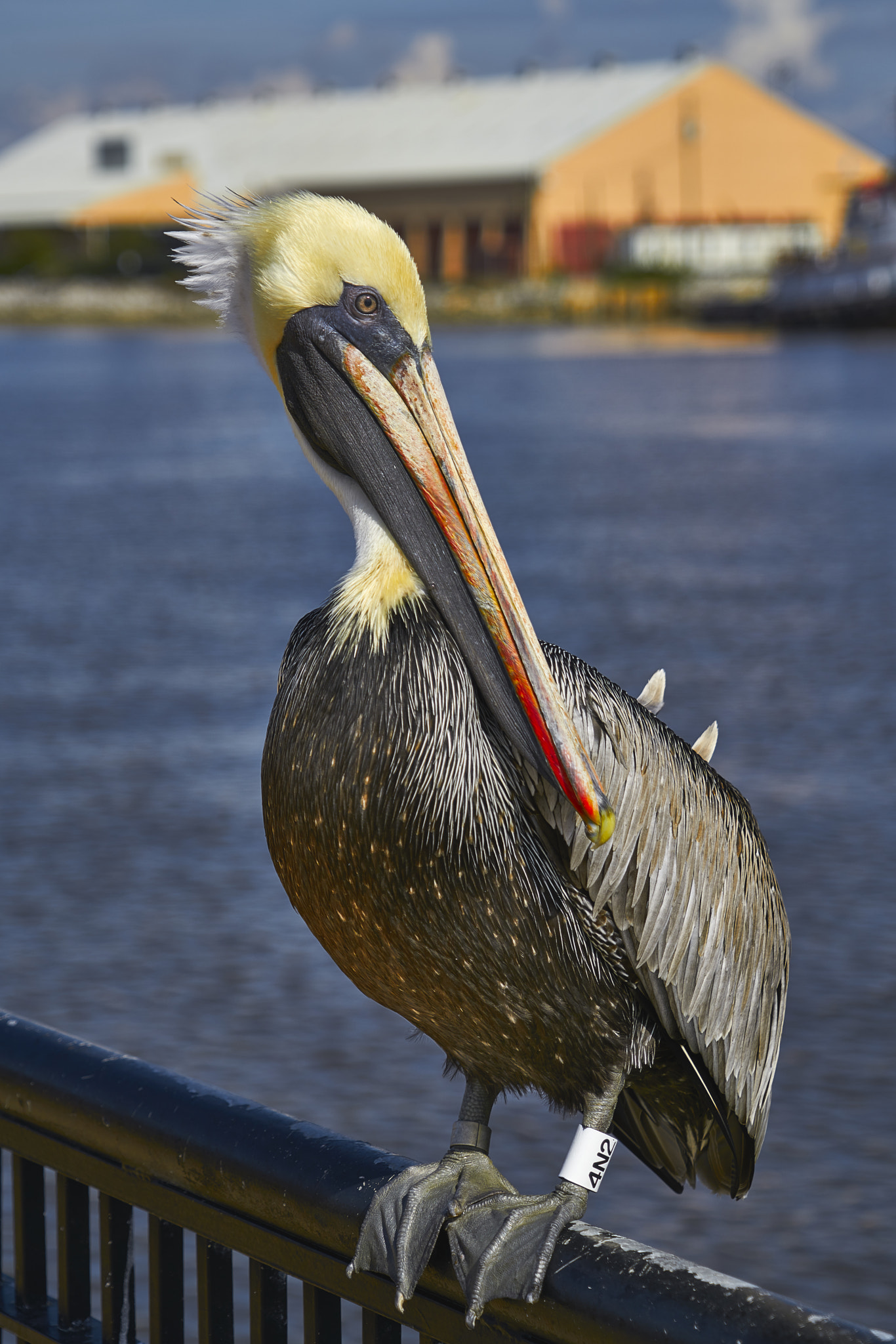 Sony FE 24-240mm F3.5-6.3 OSS sample photo. Just posing photography