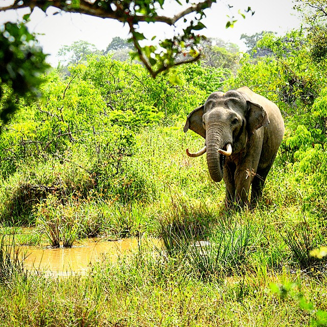 Nikon D300S sample photo. Lone tusker at yala, sri lanka photography