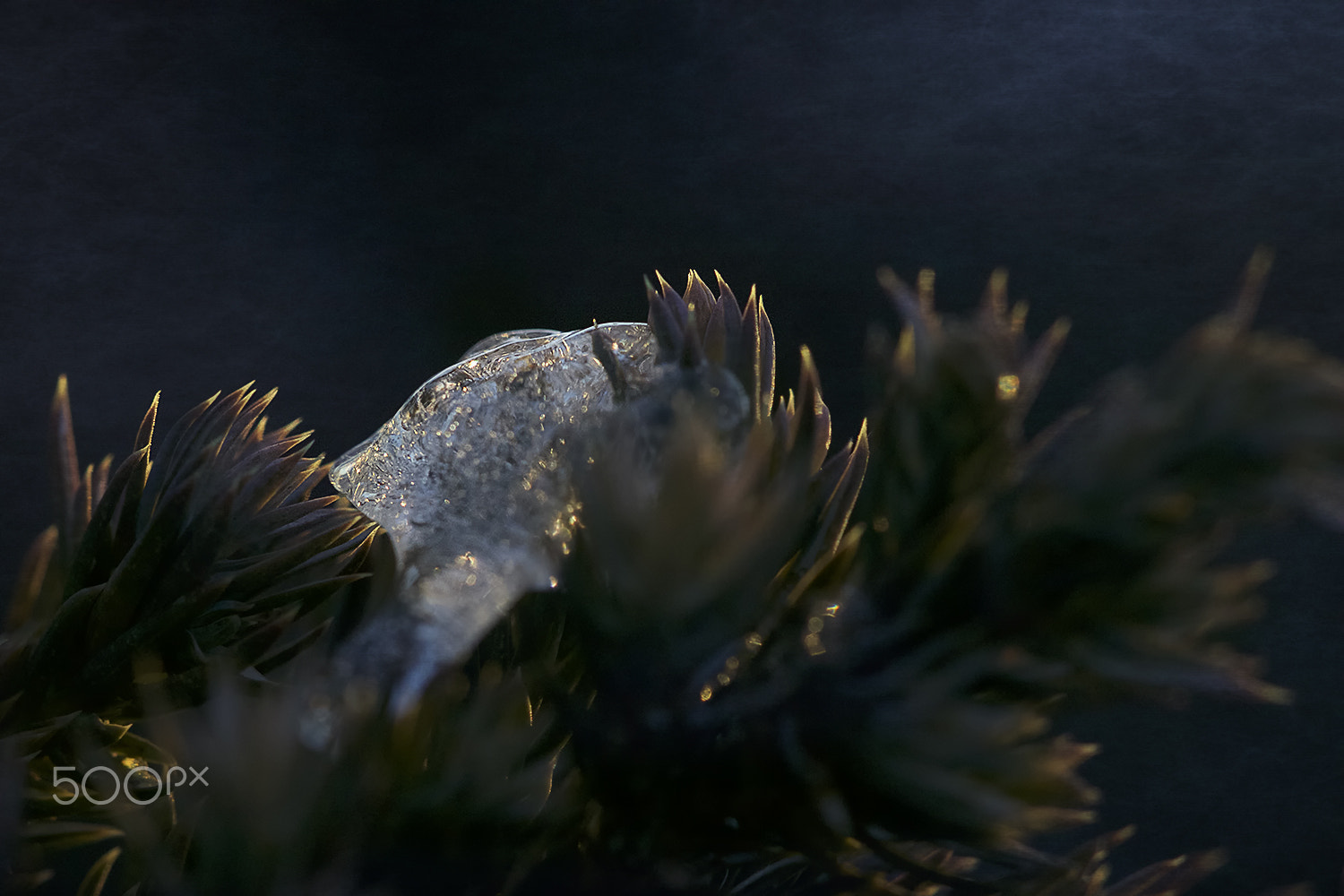Sigma APO Macro 150mm f/2.8 EX DG HSM sample photo. Light and shadow photography