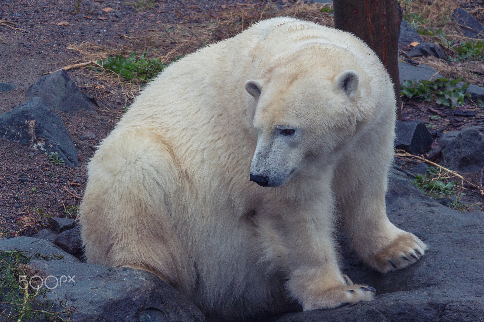 Canon EOS 650D (EOS Rebel T4i / EOS Kiss X6i) sample photo. Polar bear photography