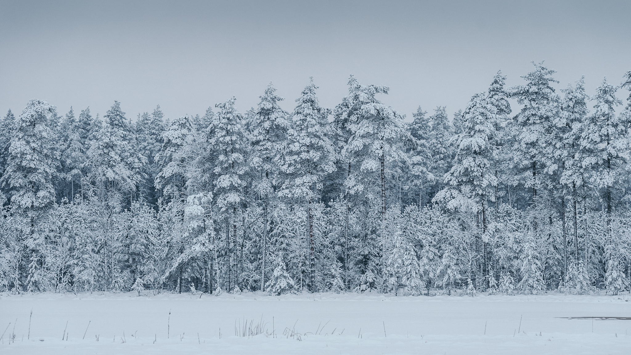 Sony a7S sample photo. White & white photography