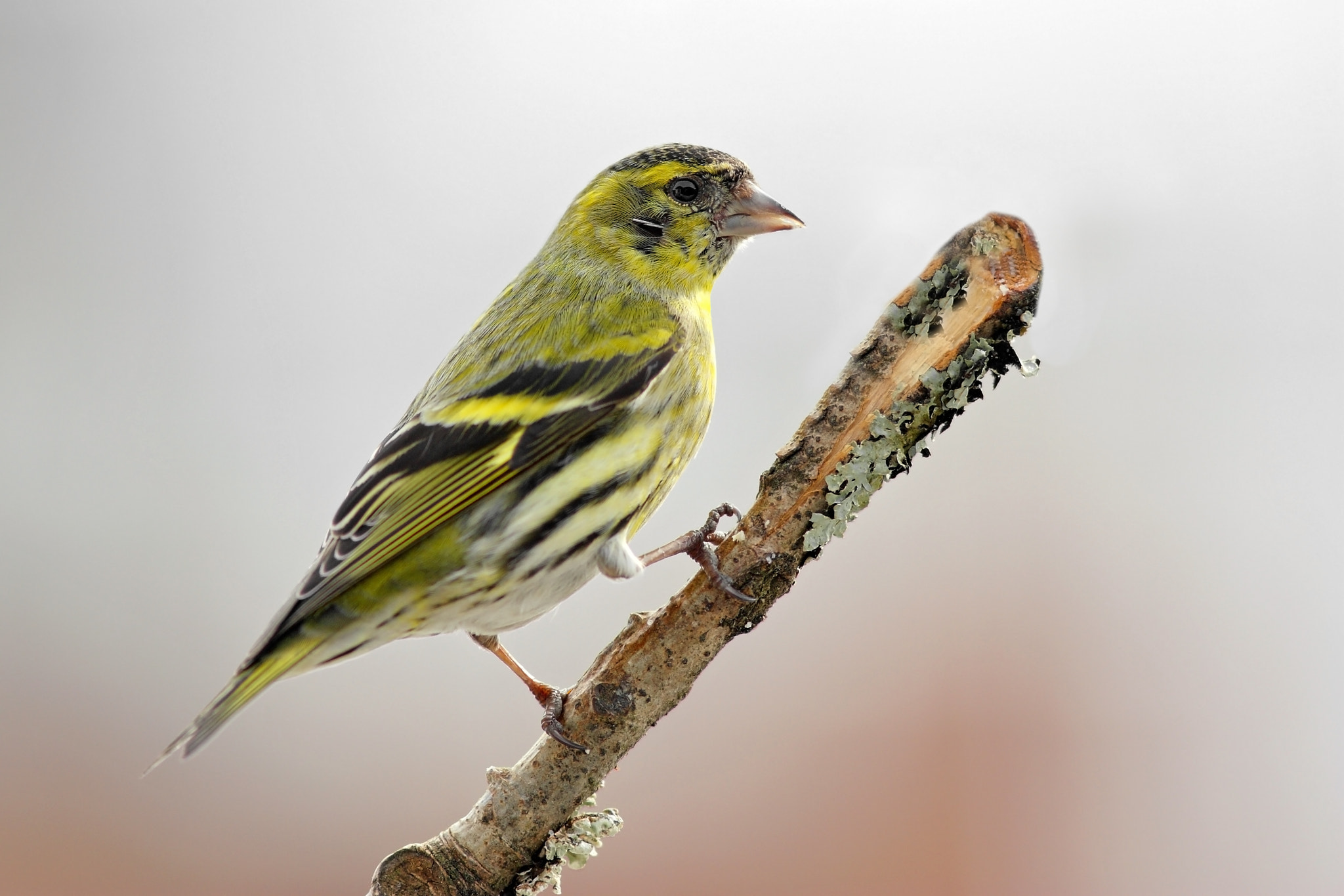 Canon EOS 450D (EOS Rebel XSi / EOS Kiss X2) sample photo. Eurasian siskin ii photography