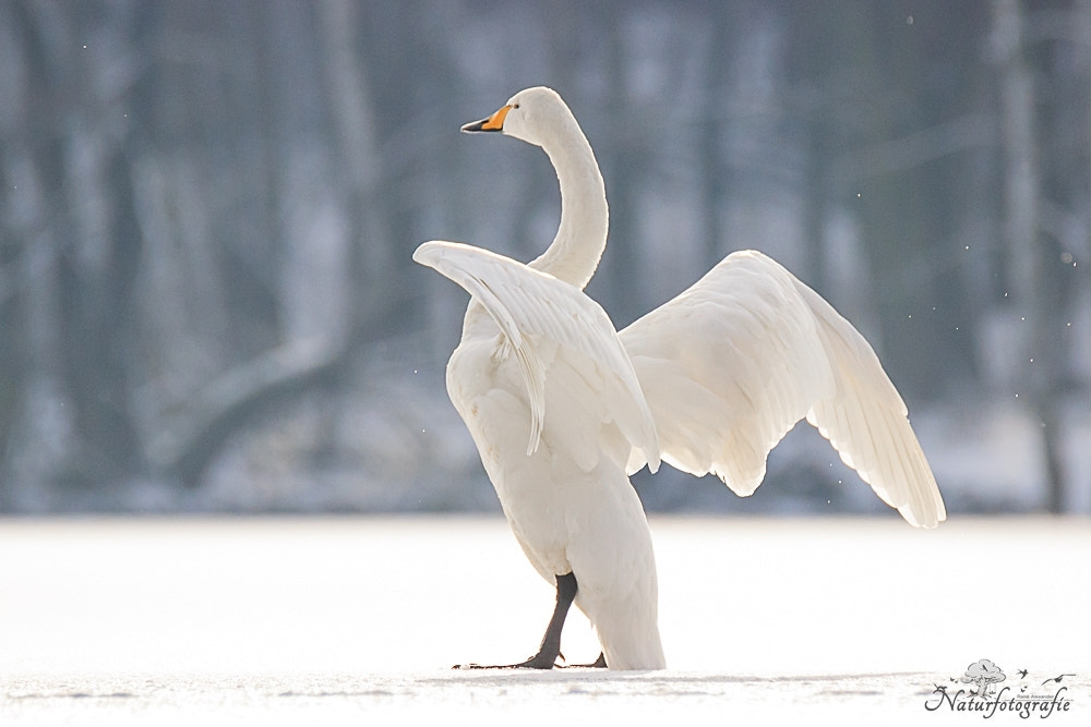 Tamron SP 150-600mm F5-6.3 Di VC USD sample photo. Singschwan photography