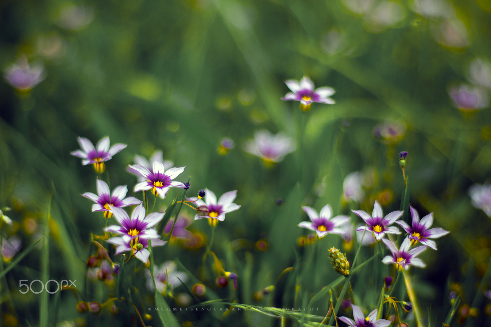Canon EOS 760D (EOS Rebel T6s / EOS 8000D) + Canon EF 50mm F1.8 II sample photo. Wild beauty photography
