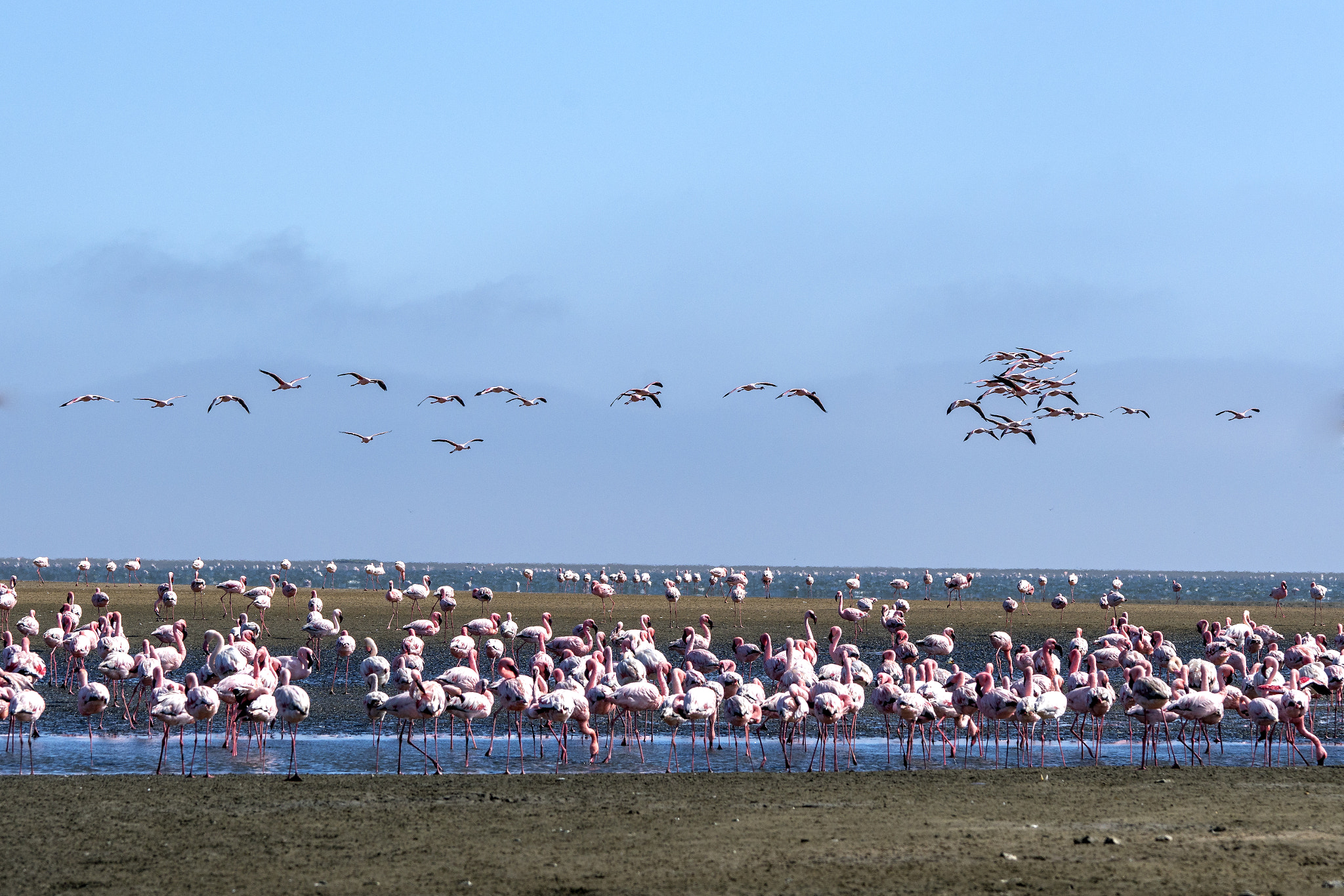 Sony a7R II sample photo. Namibia flamingo photography