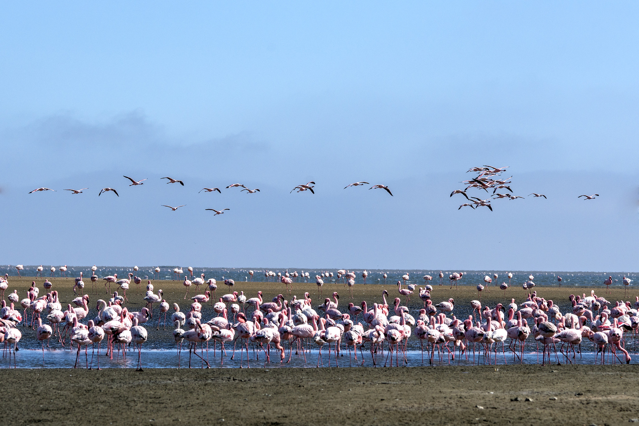 Sony a7R II + Sony 70-400mm F4-5.6 G SSM II sample photo. Namibia flamingo photography