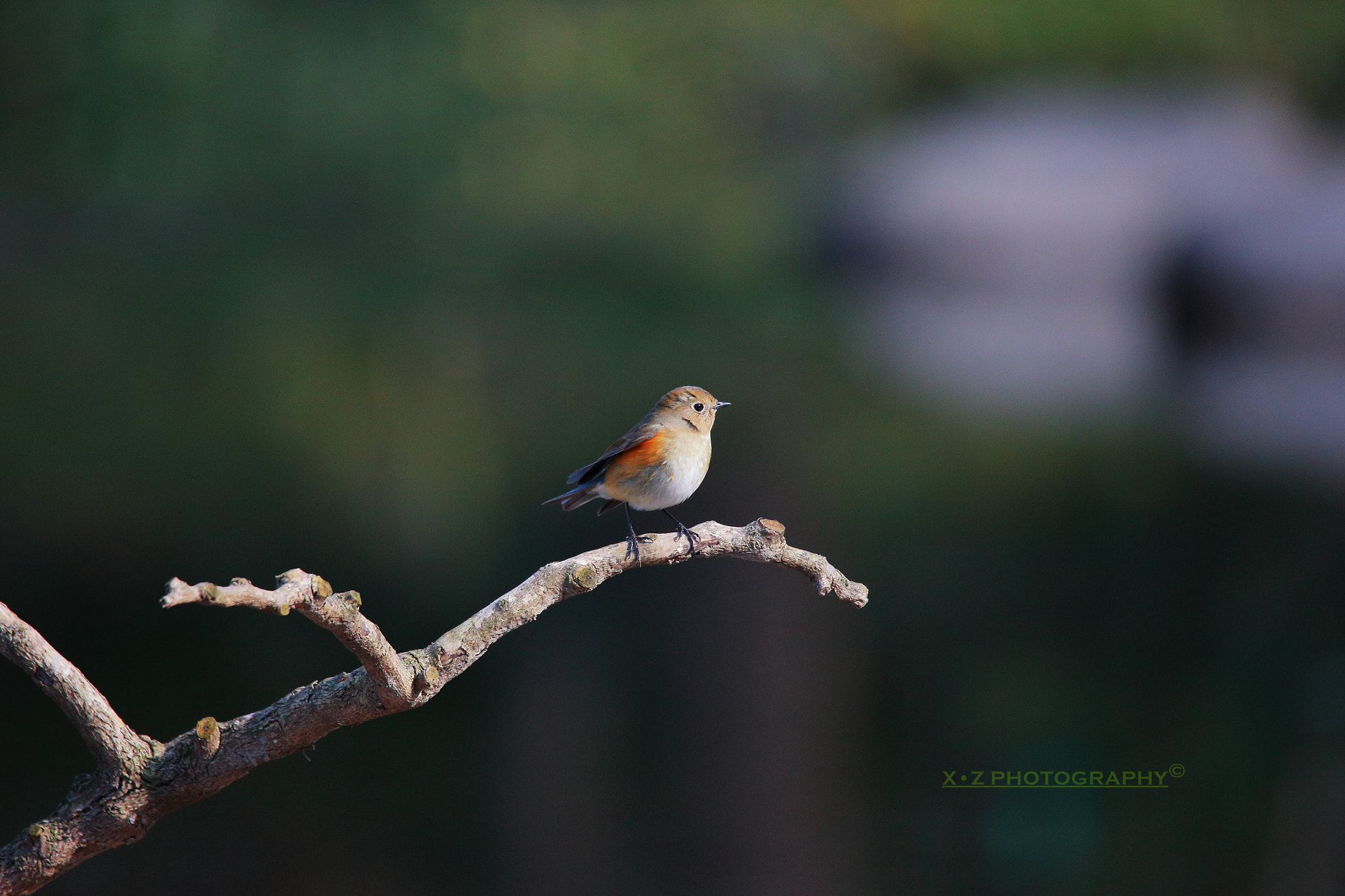 Canon EOS-1D X Mark II sample photo. Bird photography