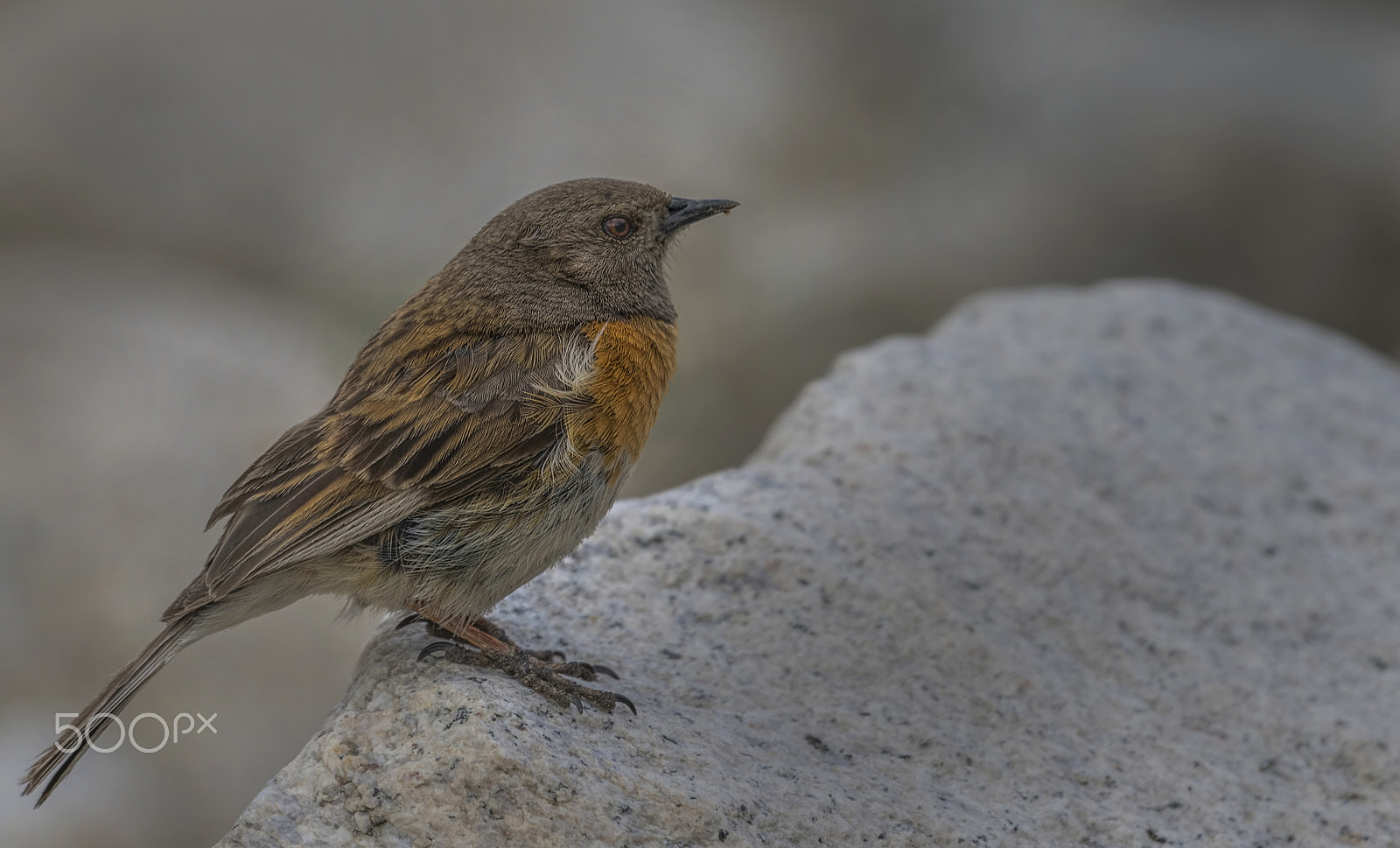 Nikon D810 + Nikon AF-S Nikkor 500mm F4G ED VR sample photo. Robin accentor photography