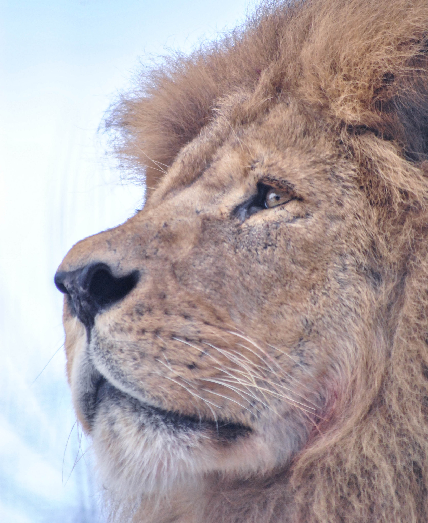 Nikon D3000 sample photo. The lion king photography