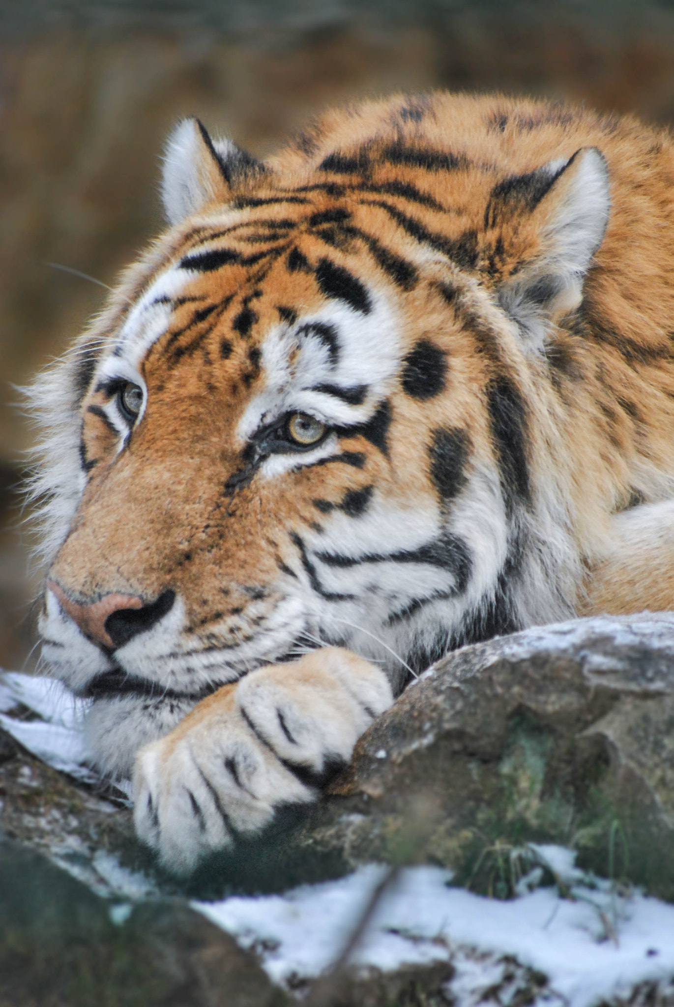 Nikon D3000 sample photo. Tiger in the snow photography