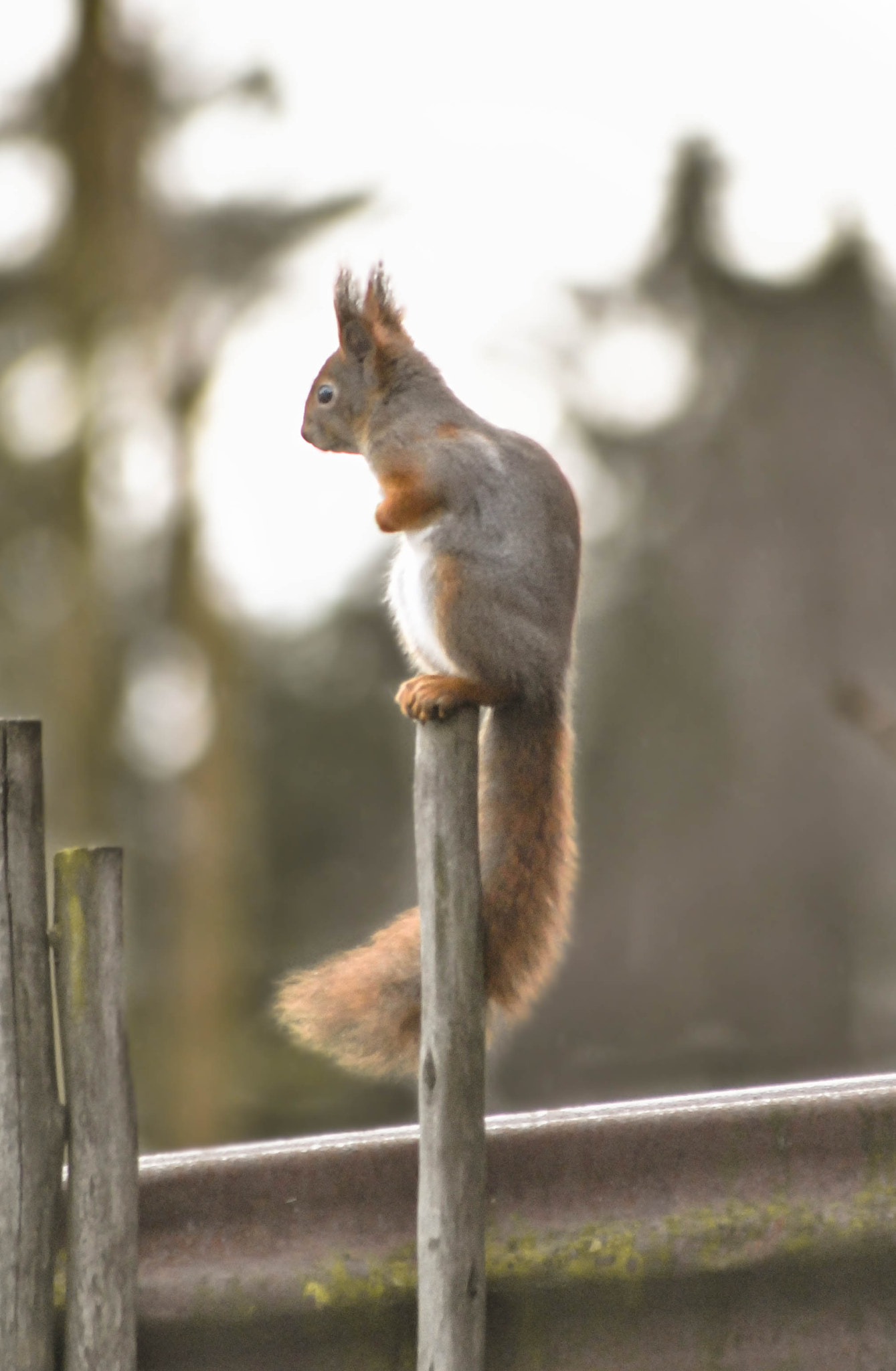 Nikon D3000 sample photo. Squirrel sitting on a pole photography