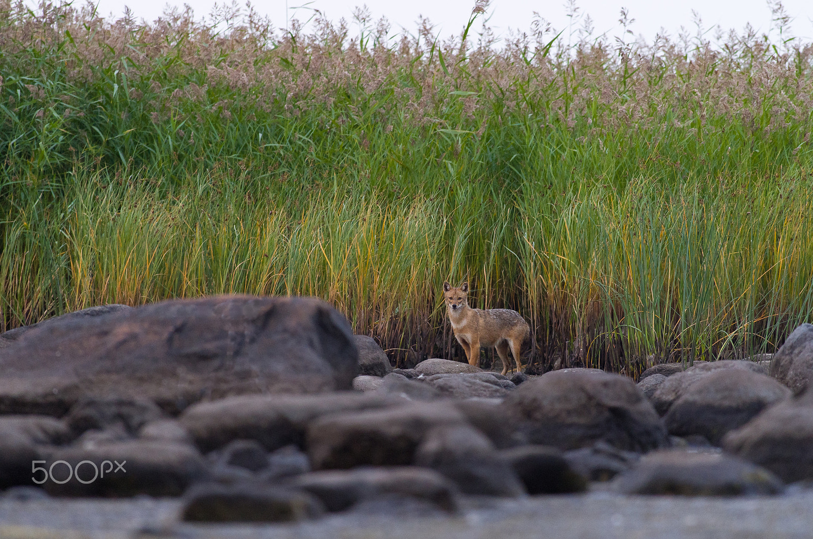 Pentax K-50 + Pentax smc DA* 300mm F4.0 ED (IF) SDM sample photo. Jackal photography