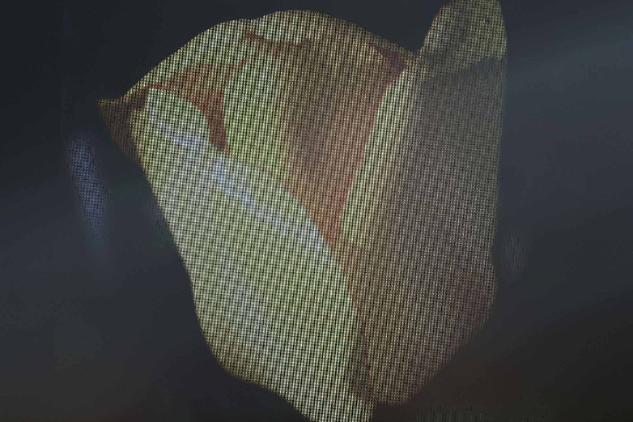 Canon EF 85mm F1.8 USM sample photo. The digital yellow tulip photography