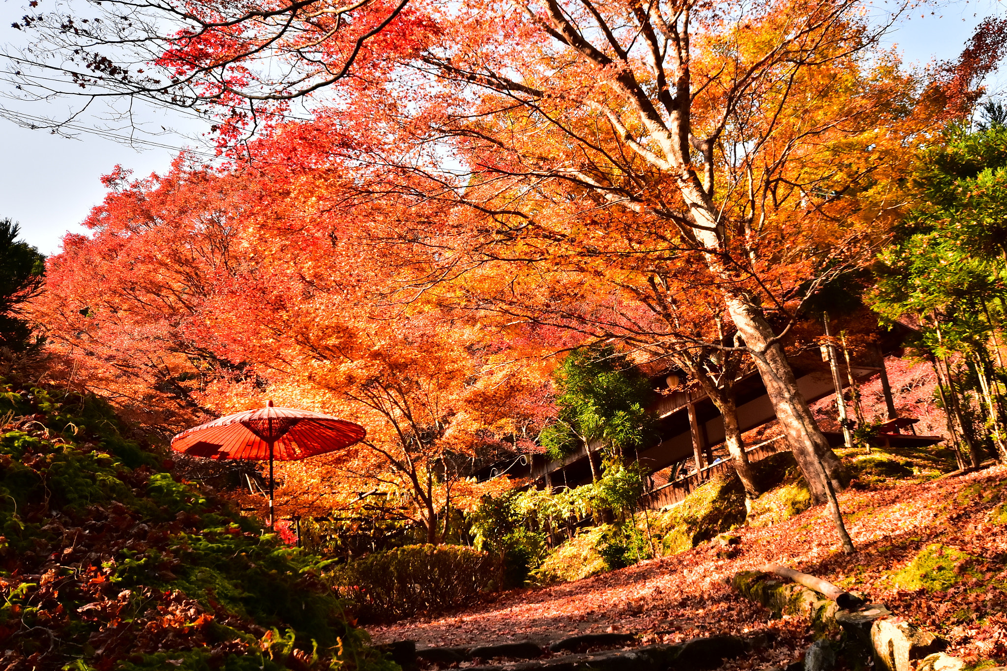 Nikon D5500 sample photo. Koyo, jingo-ji temple, takao, kyoto photography