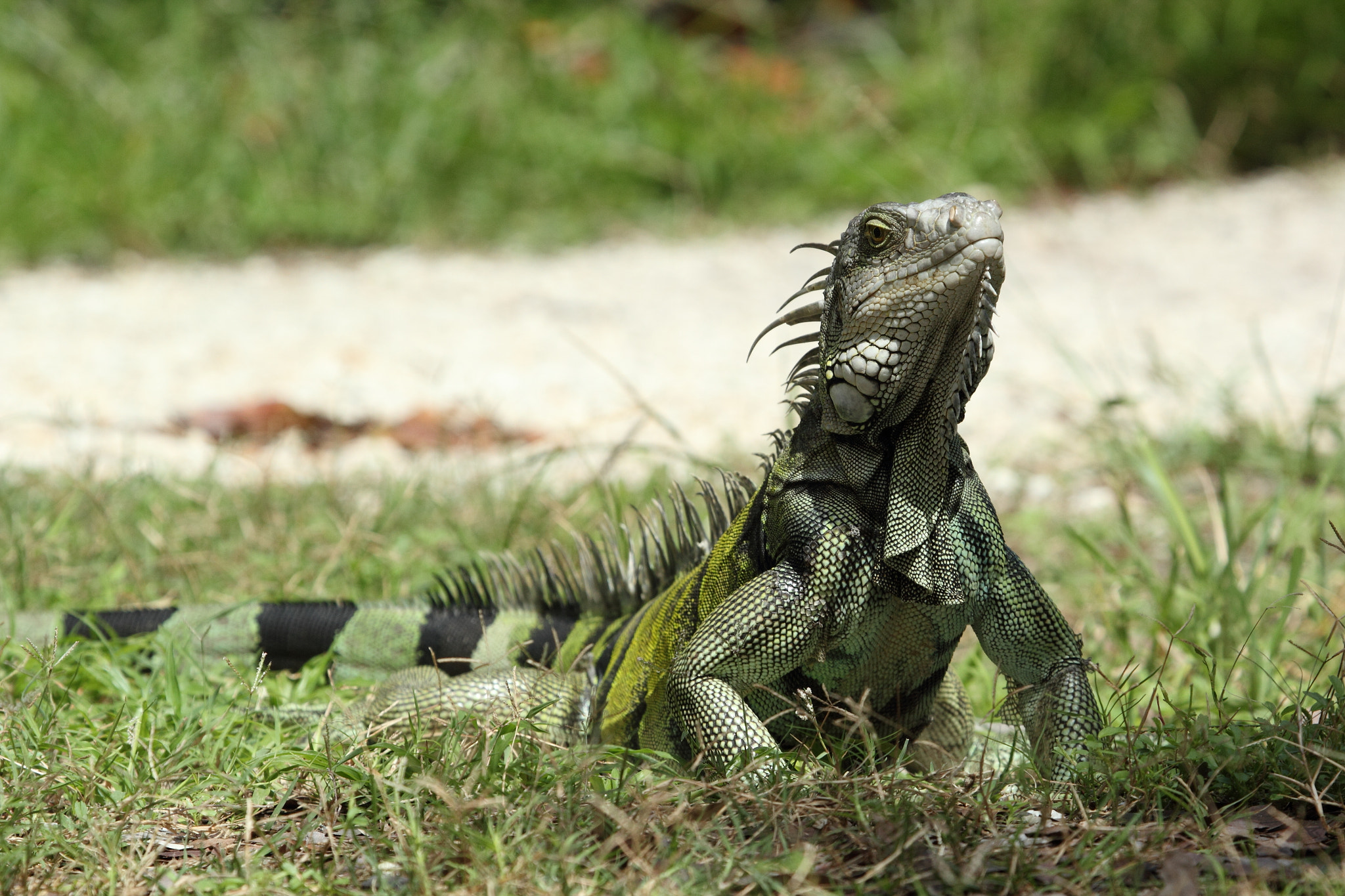 Canon EF 100-400mm F4.5-5.6L IS USM sample photo. Green iguana photography