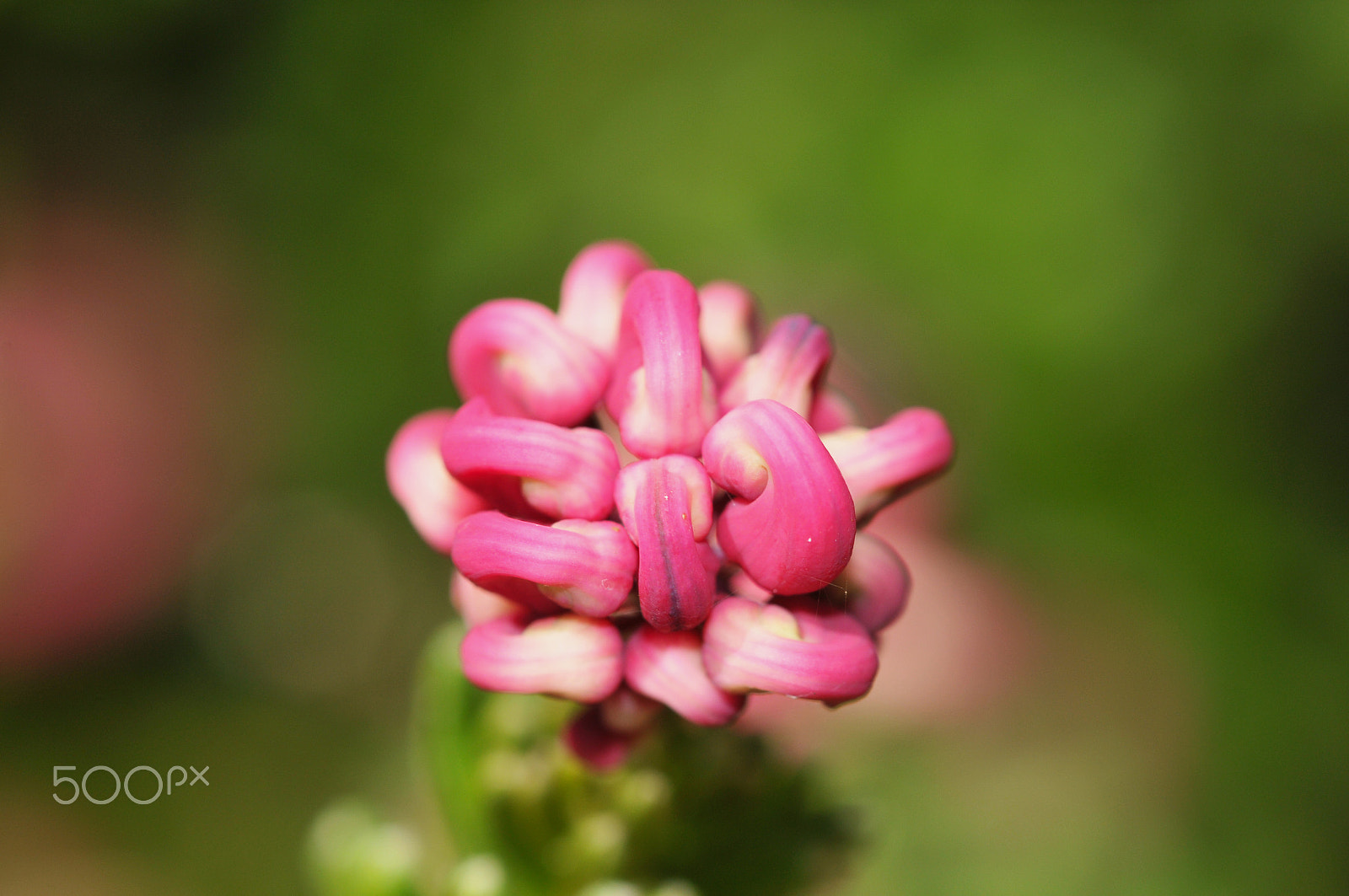 Nikon AF Micro-Nikkor 200mm F4D ED-IF sample photo. Bunched up photography