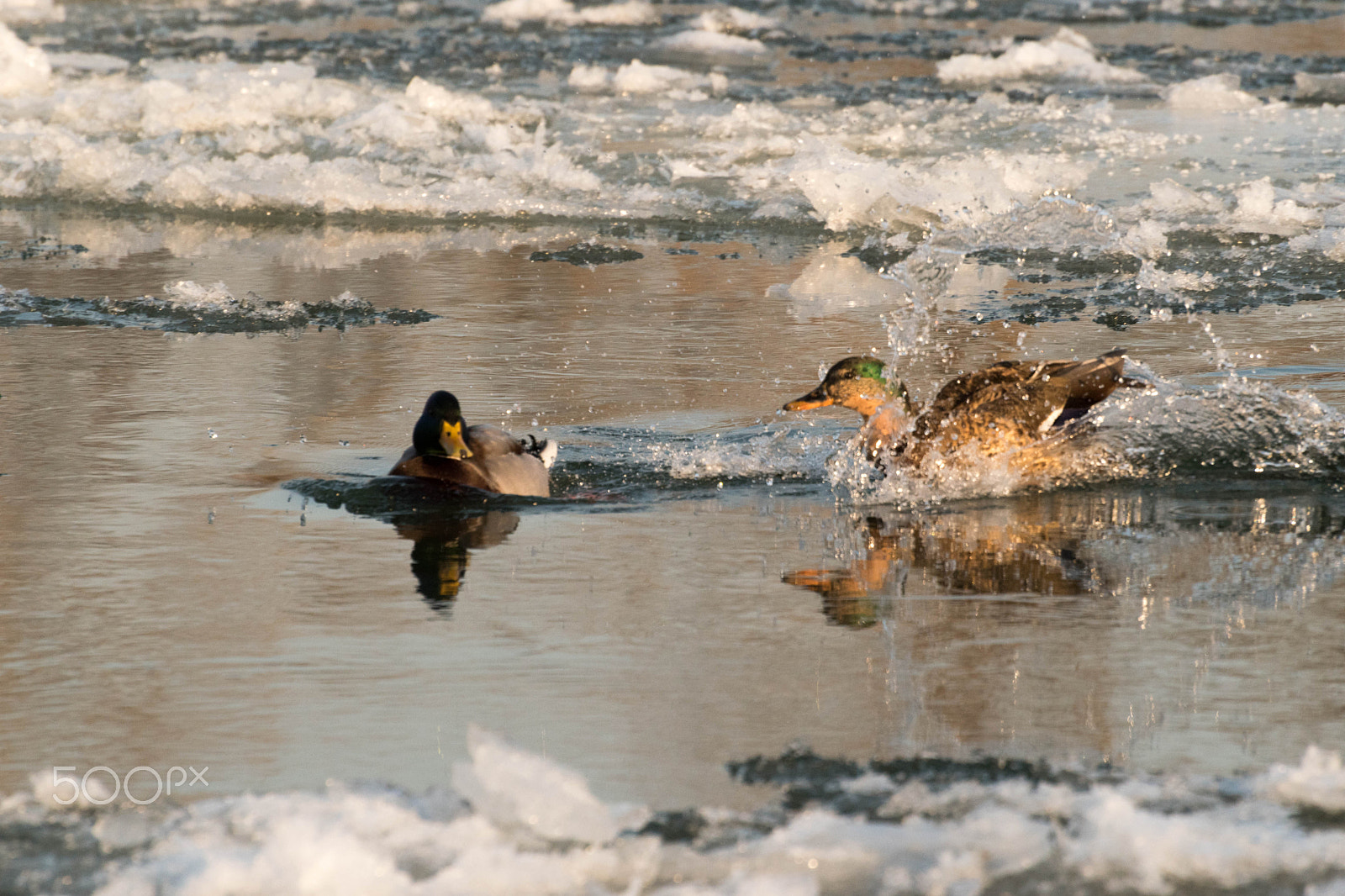 Nikon D5500 sample photo. Duck accident report photography