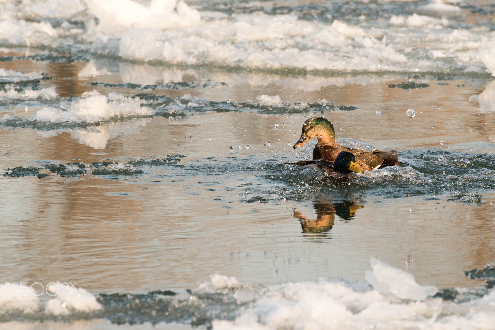 Nikon D5500 sample photo. Duck accident report photography