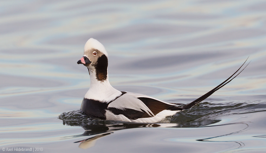 Canon EF 500mm F4L IS USM sample photo. Long-tailed duck photography