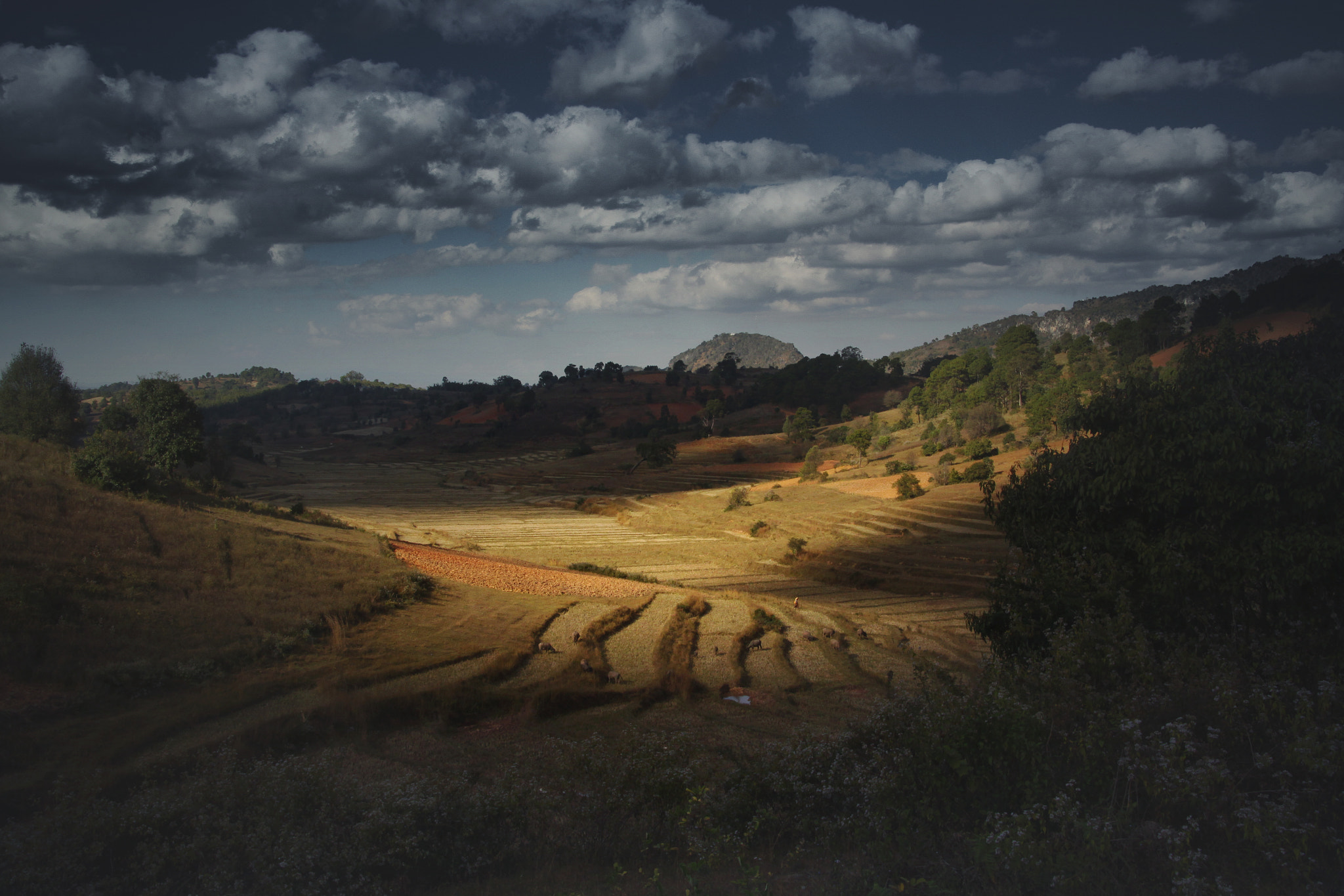 Sigma 18-250mm F3.5-6.3 DC OS HSM sample photo. Rice fields photography