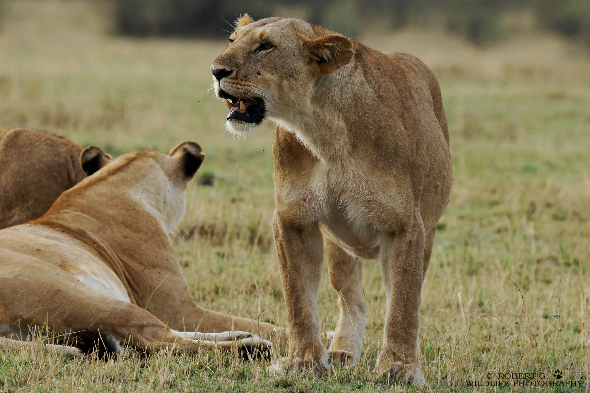 Sony SLT-A77 sample photo. Lions in masai mara 2016 photography