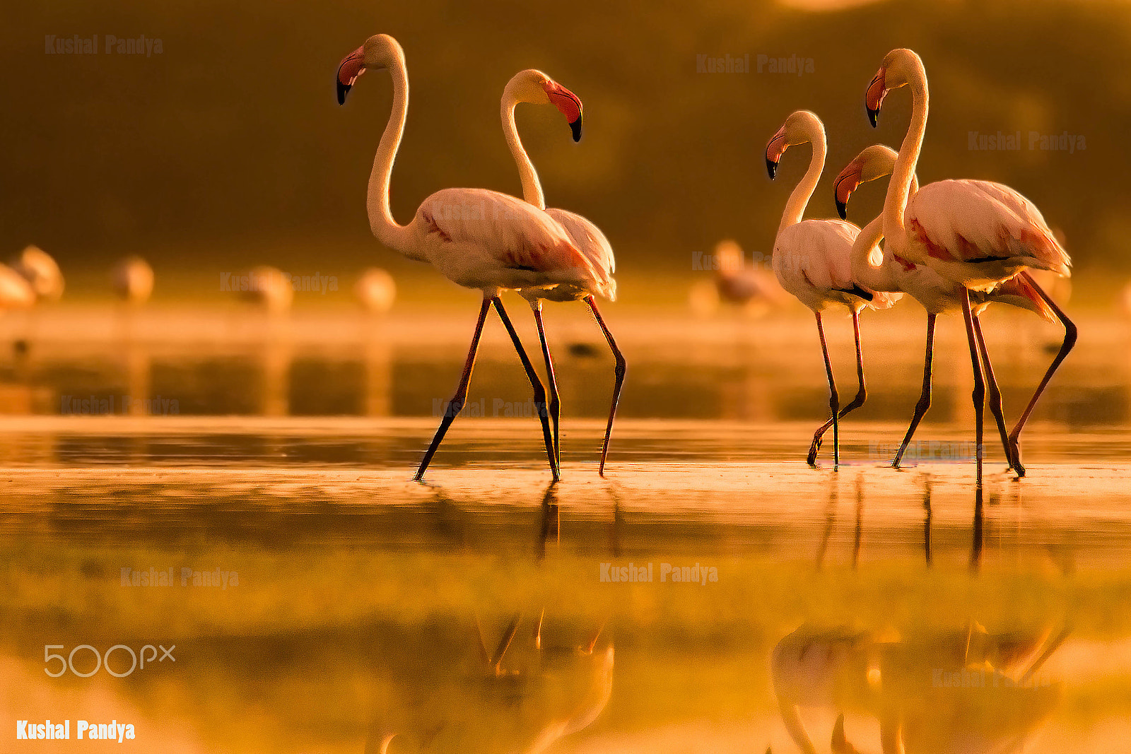 Sigma 150-500mm F5-6.3 DG OS HSM sample photo. Greater flamingos photography