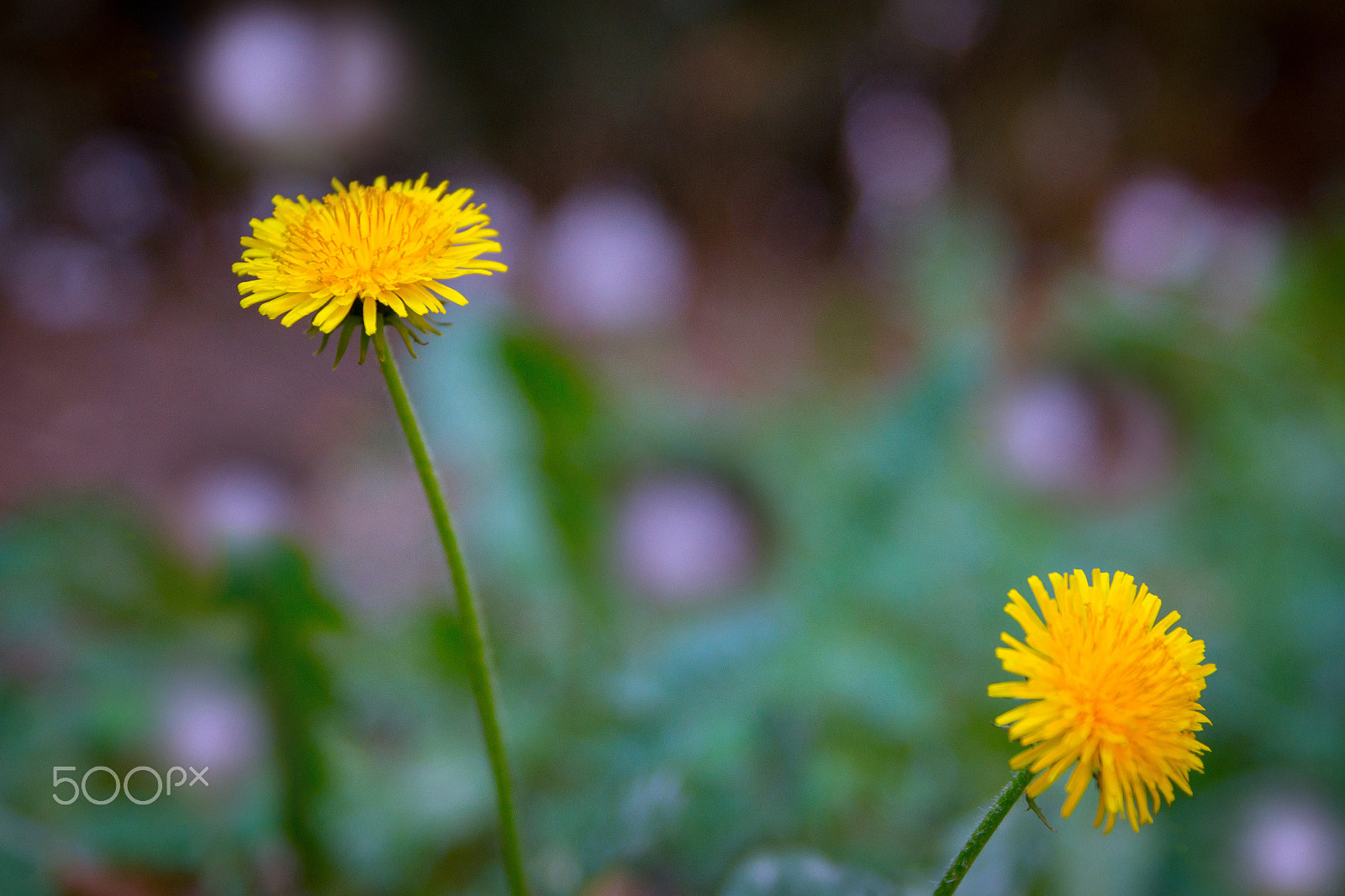 Sony SLT-A77 sample photo. Belleza simple photography