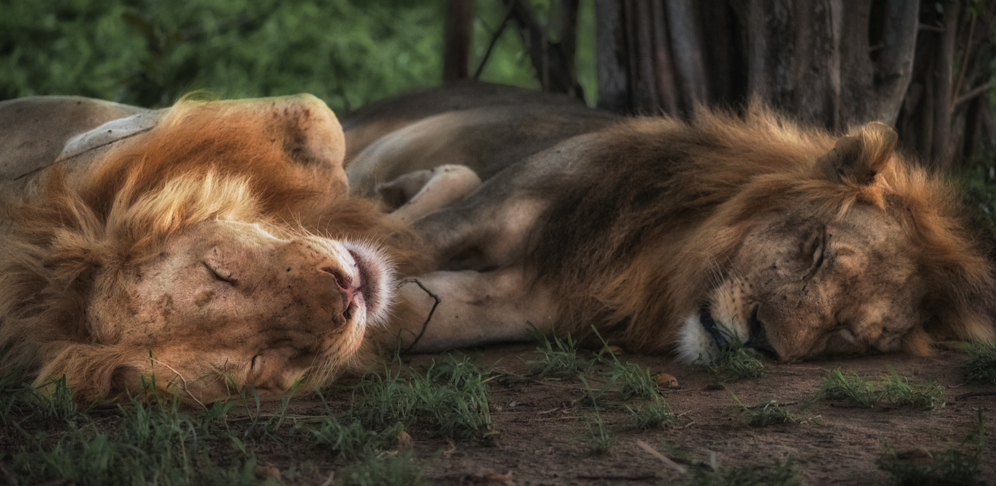 Nikon D750 + Nikon AF-S Nikkor 300mm F4D ED-IF sample photo. Sleeping photography