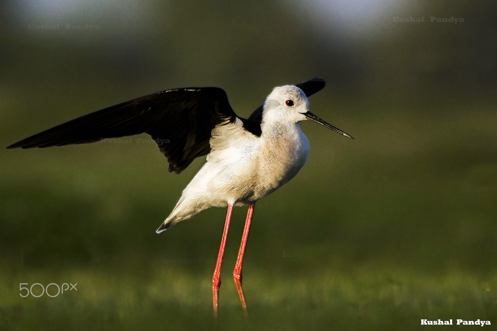Sigma 150-500mm F5-6.3 DG OS HSM sample photo. Black winged stilt photography